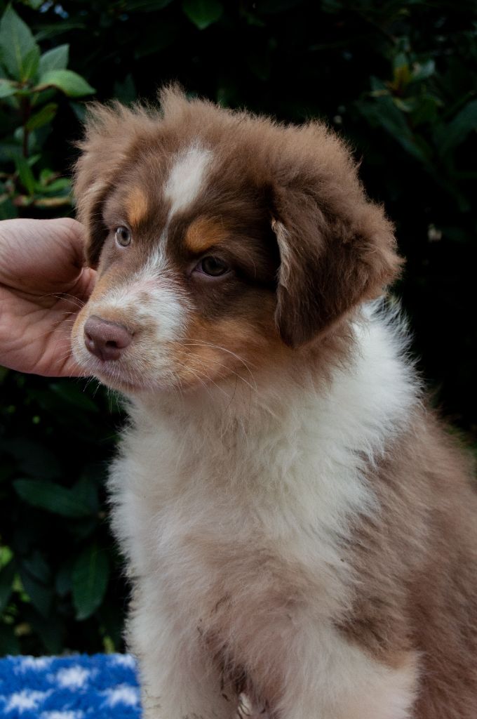 du Reflet De La Lune Bleue - Chiots disponibles - Berger Australien