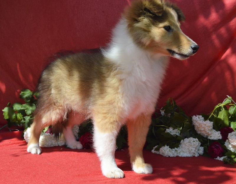 du Reflet De La Lune Bleue - Chiots disponibles - Shetland Sheepdog