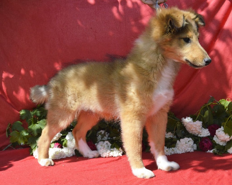 du Reflet De La Lune Bleue - Chiots disponibles - Shetland Sheepdog